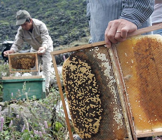 Trang trại nuôi ong phú quốc – Sự lựa chọn hoàn hảo cho nông dân Việt Nam