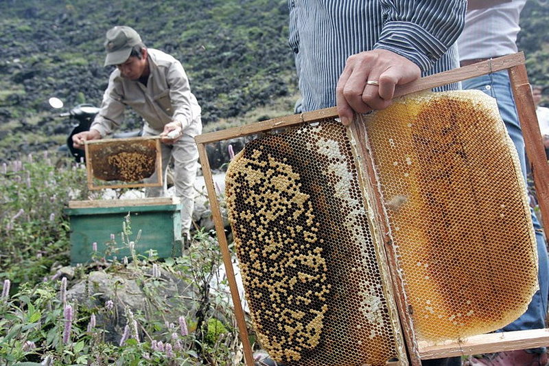 Trang trại nuôi ong phú quốc - Sự lựa chọn hoàn hảo cho nông dân Việt Nam
